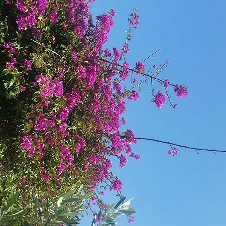 Canero Apart Apartment Kaş